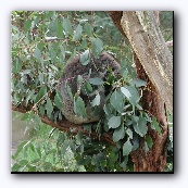 Коала (спящий)