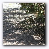 Земляная белка (ground squirrel)