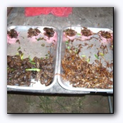 US Army Survival Guide: "...Insects provide 65 to 80
percent protein compared to 20 percent for beef. This fact makes insects an important, if not overly appetizing, food source..."