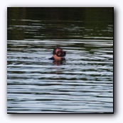 Manatee, ты где?!