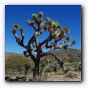 Joshua tree- дерево Джошуа
