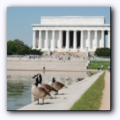 Канадские гуси и Lincoln memorial